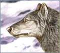 An Ice Wolf