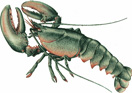 Lobster