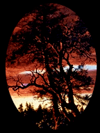 woods